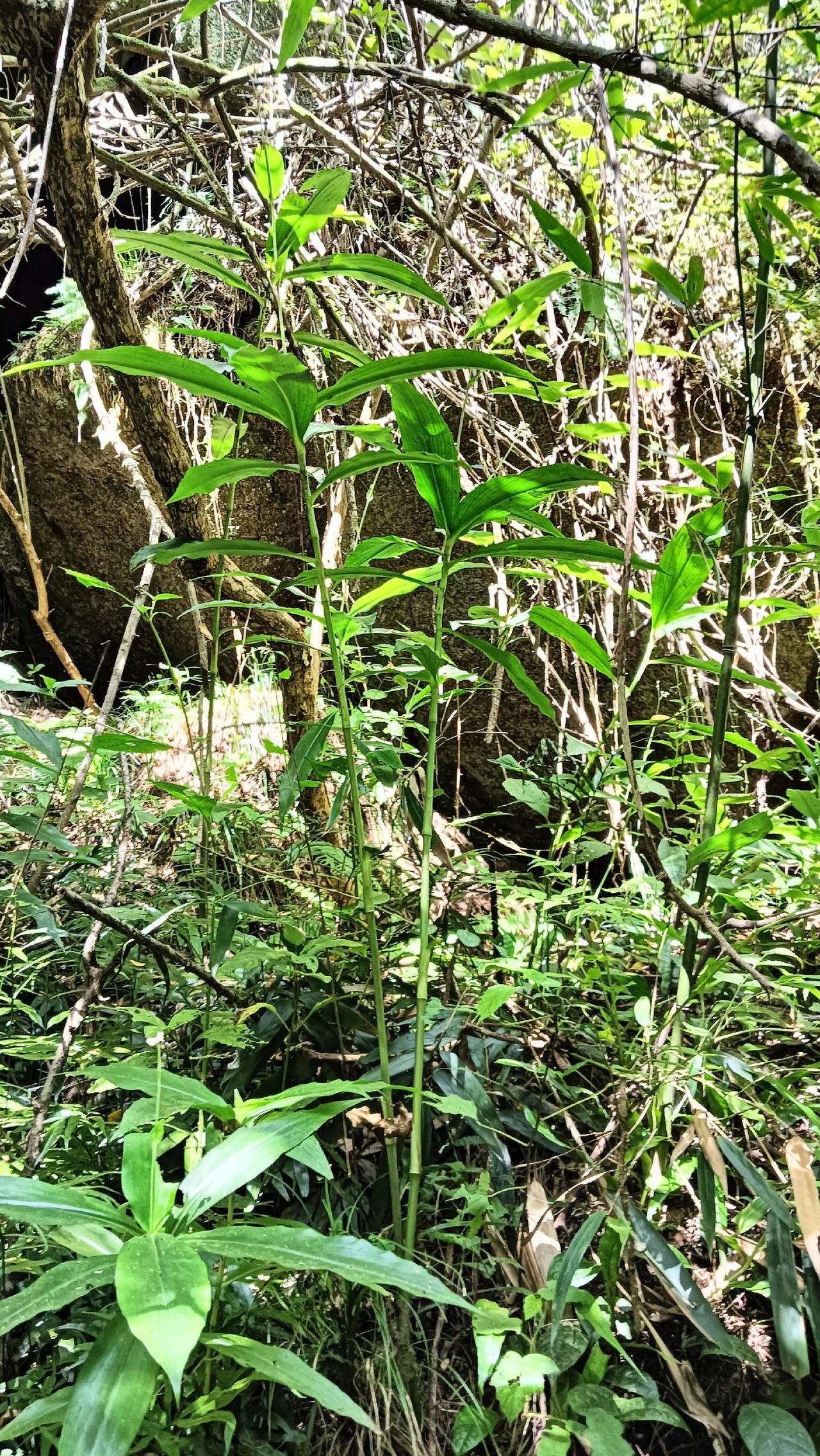 日本草久，一种独特的自然景观-第3张图片