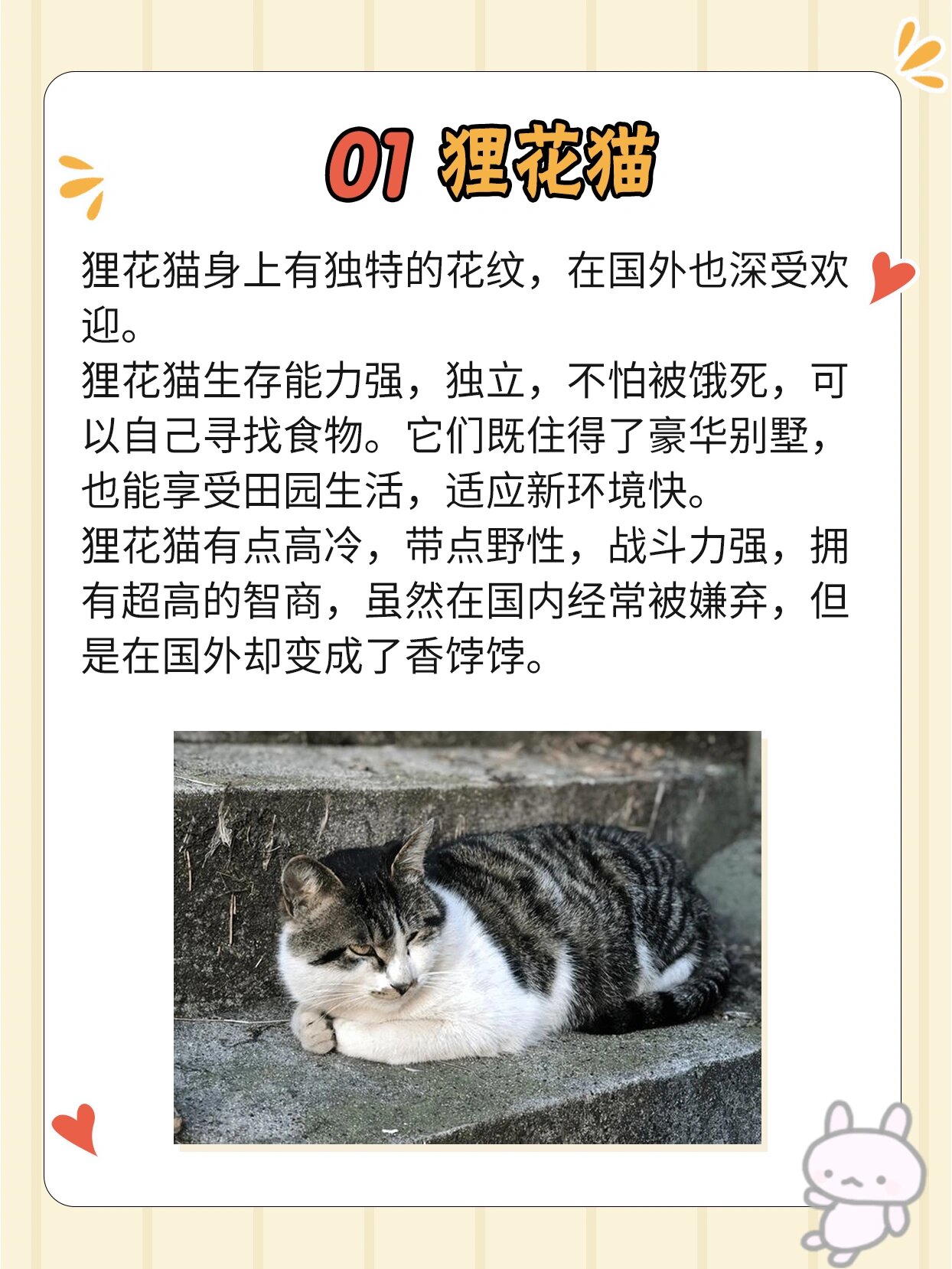 快猫网站名称变更及其影响分析
