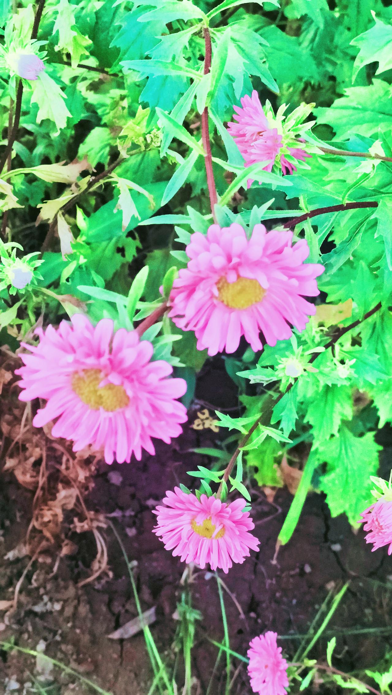人的菊花开过没开过区别人的菊花开过与未开过的区别