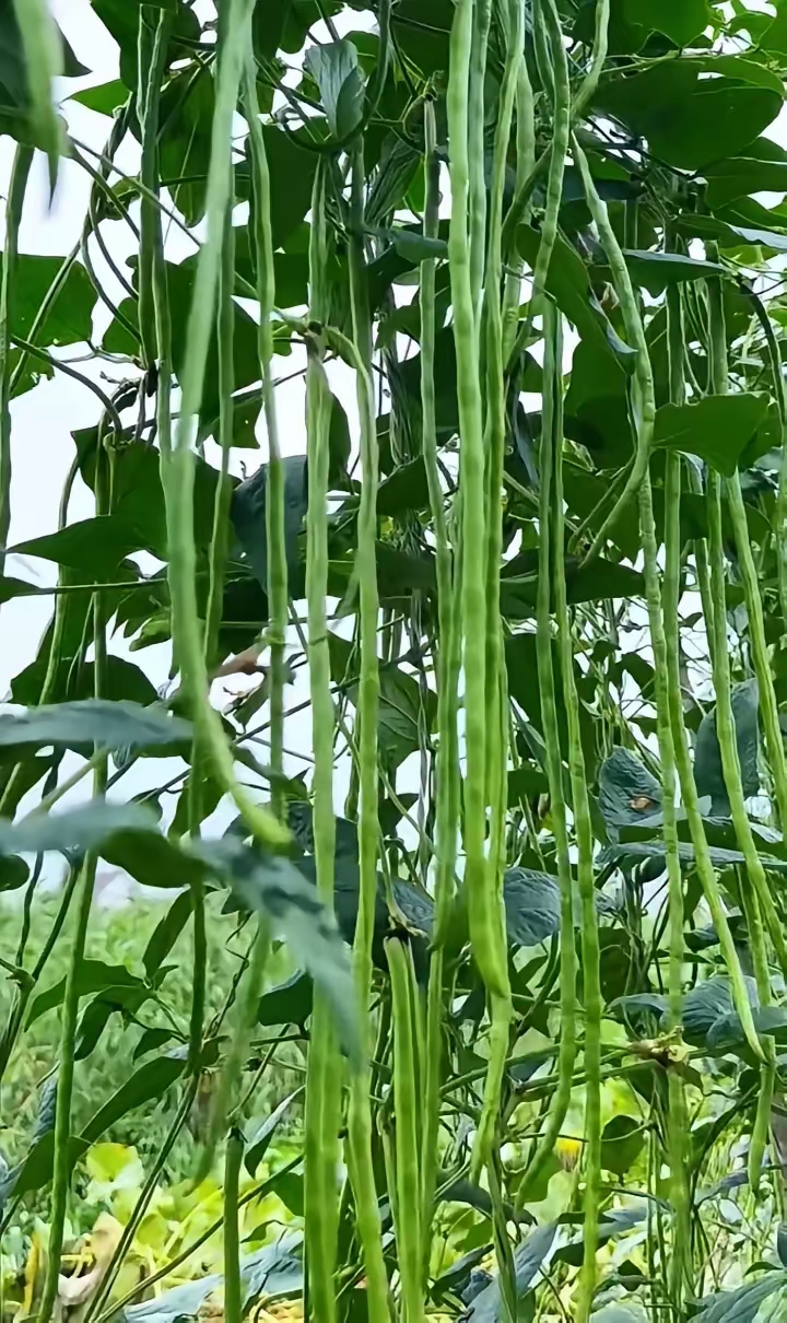 黄瓜草莓香蕉可以一起吃吗多彩蔬果的盛宴，黄瓜、丝瓜、草莓、香蕉、茄子、土豆的魅力