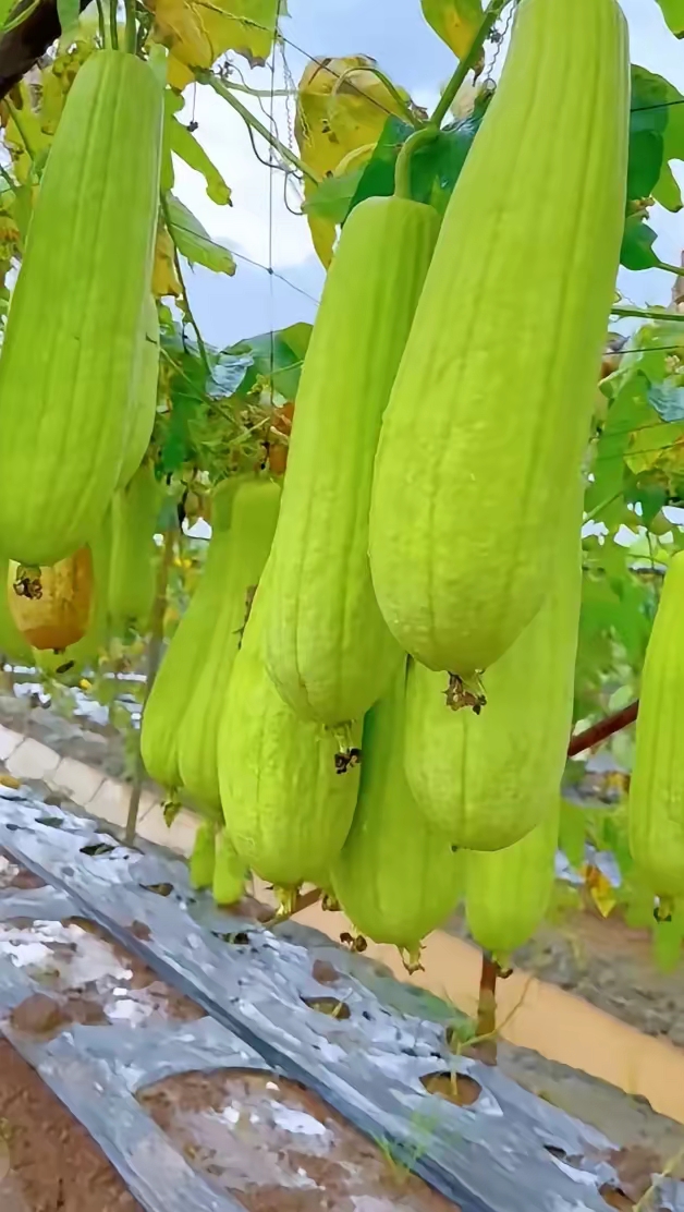 黄瓜草莓香蕉可以一起吃吗多彩蔬果的盛宴，黄瓜、丝瓜、草莓、香蕉、茄子、土豆的魅力-第2张图片