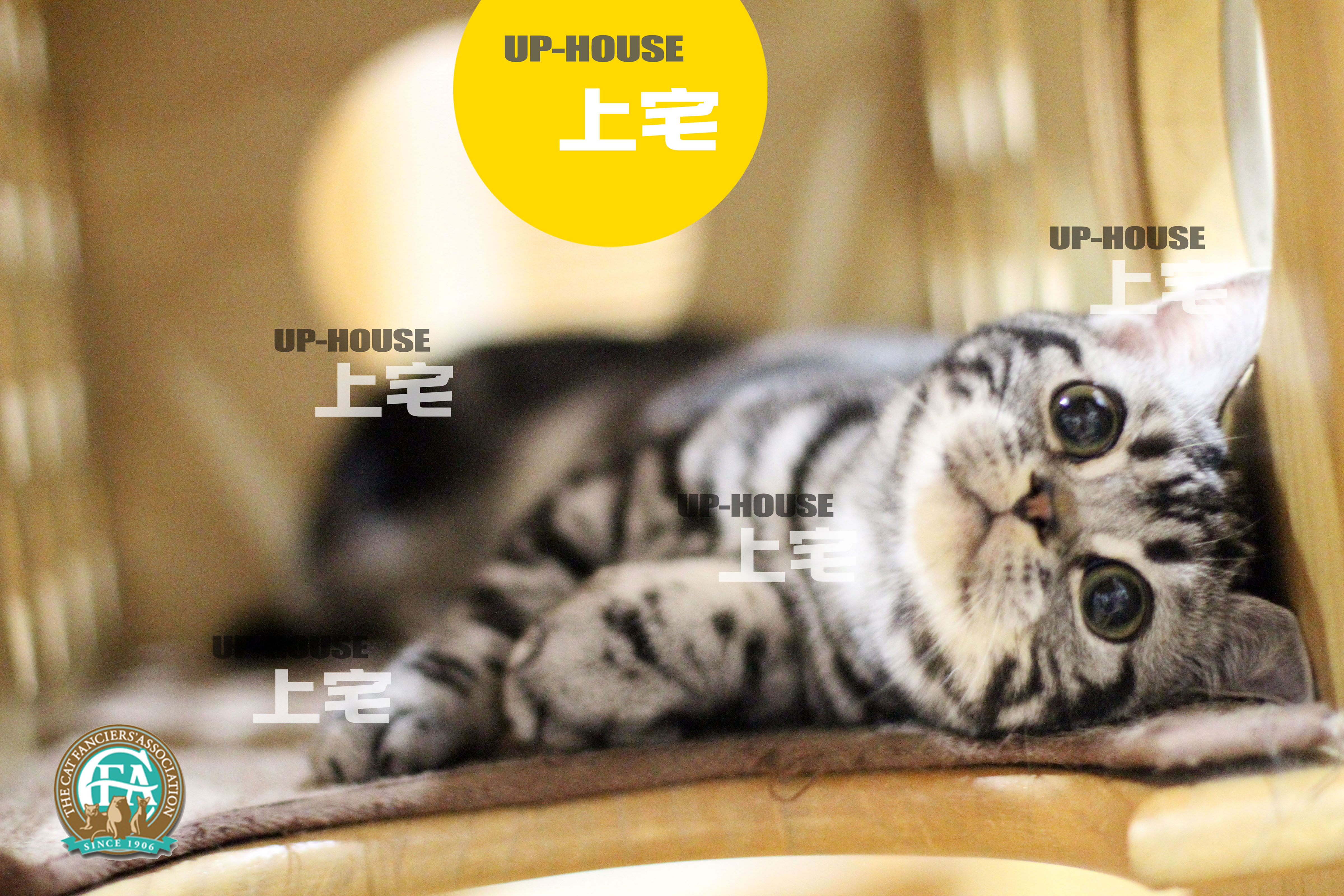 猫宅97破解版无限体力金币猫宅97攻略，全面解析与实用指南-第2张图片