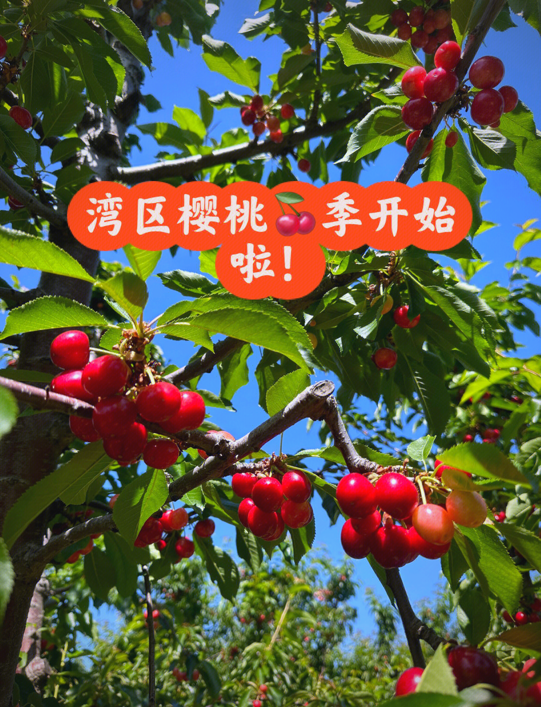 樱桃bt种子樱桃bt种子的种植与收获