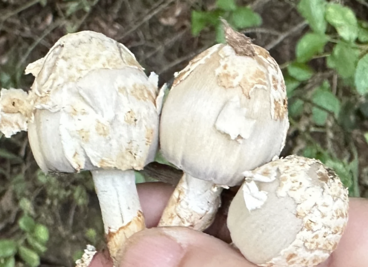 一天观看25次蘑菇视频的奇妙体验