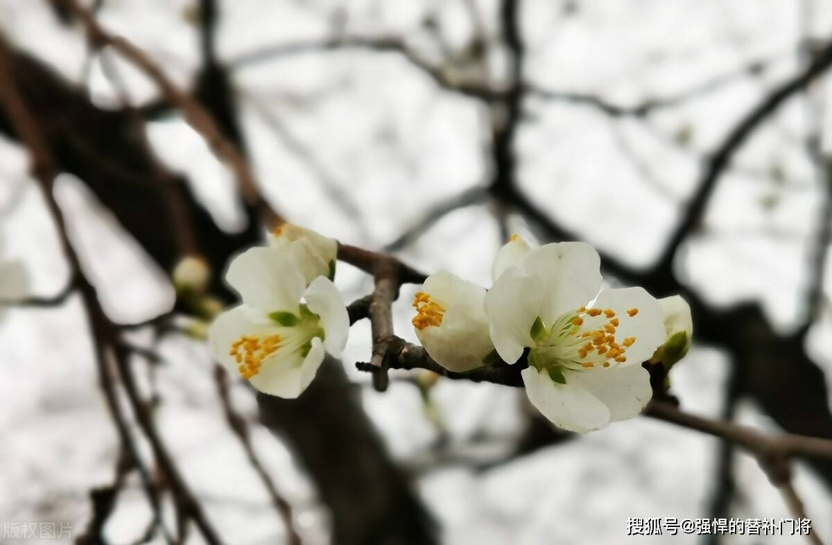 卢马蚂蚁庄园卢马蚂蚁庄园的奇妙世界-第1张图片