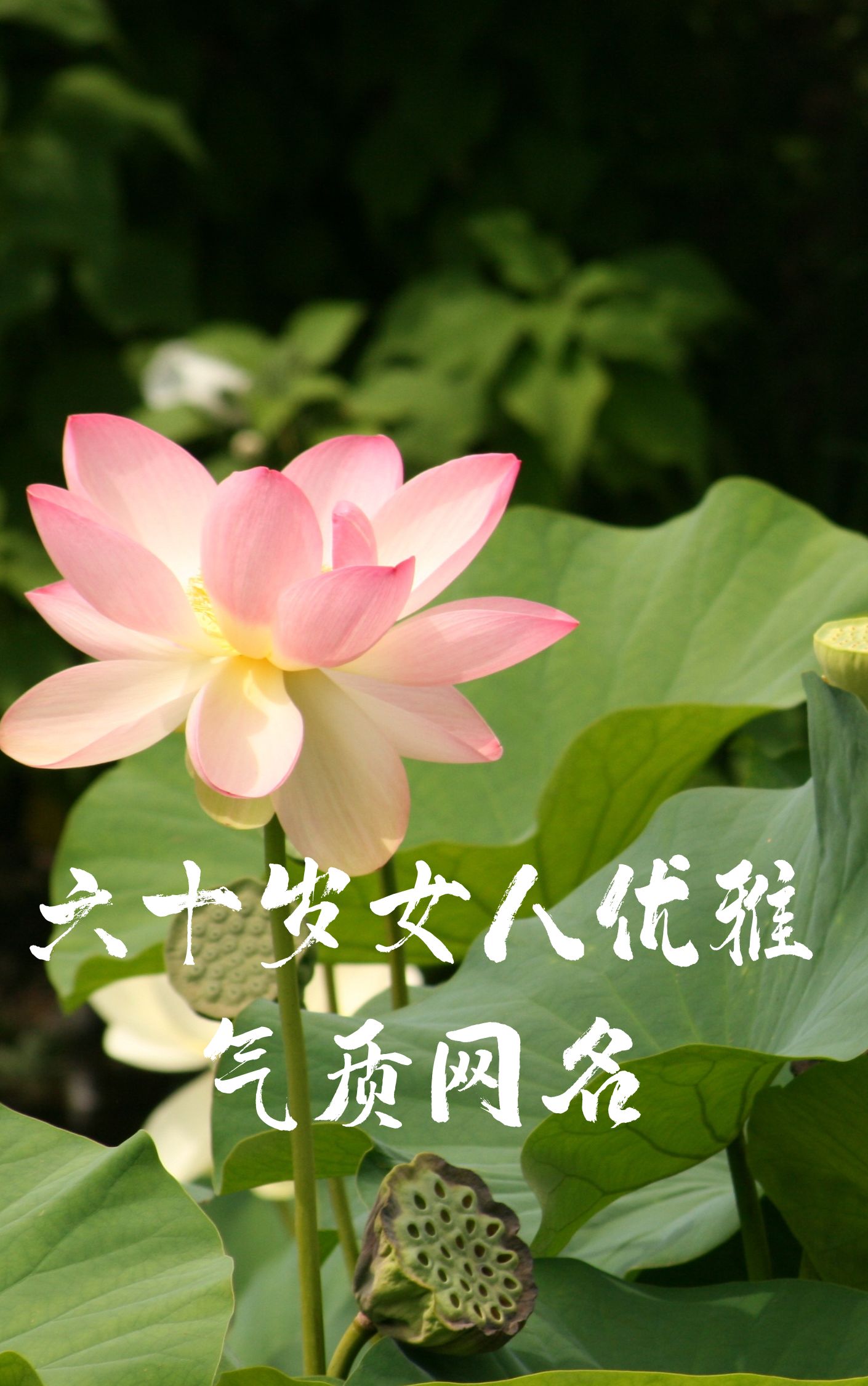 琴音悠扬，女子的柔情——琴女的艺术世界