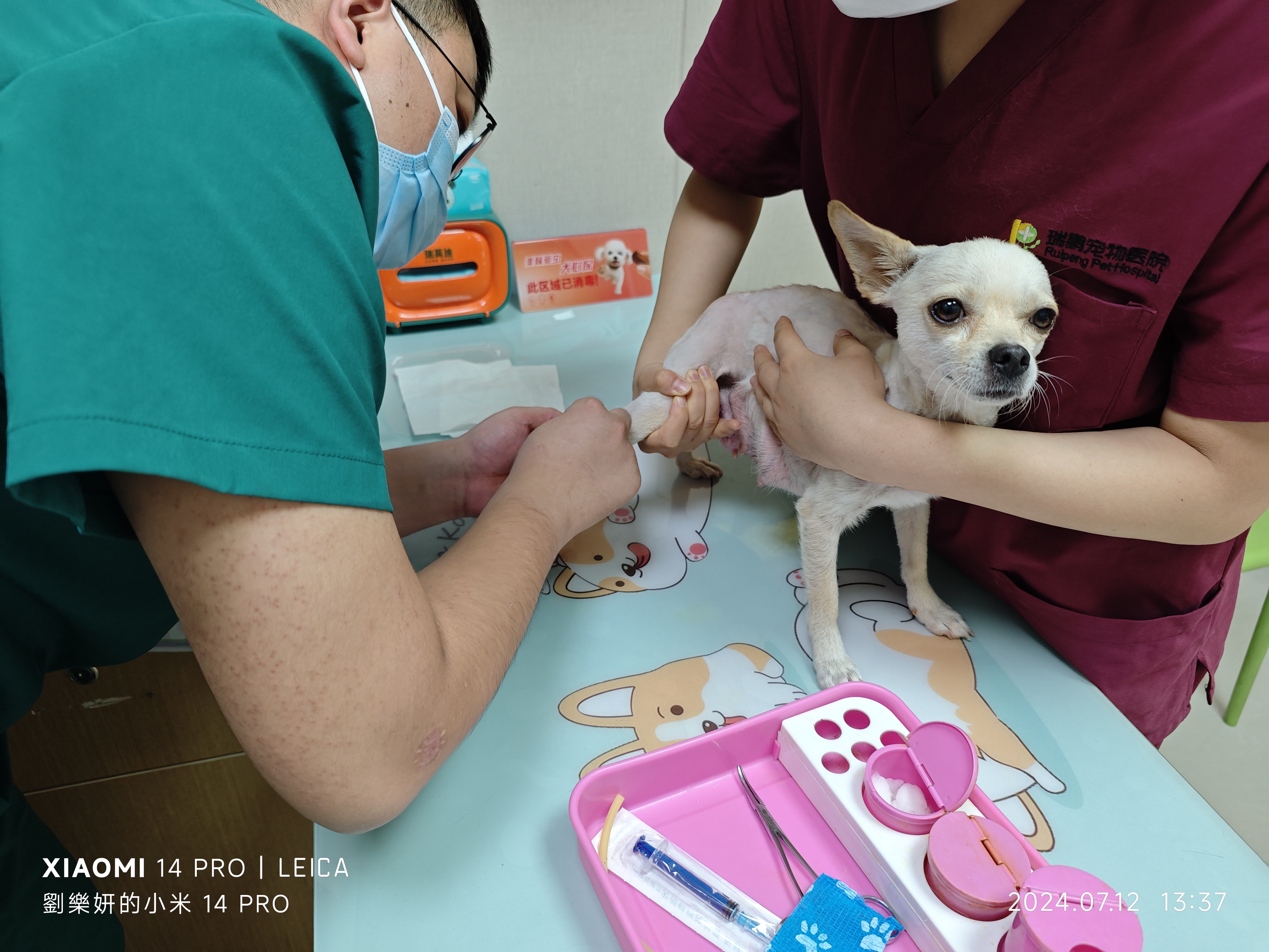 狗狗的大东西直接进入,狗狗卡在狗狗的大东西意外卡住-第2张图片