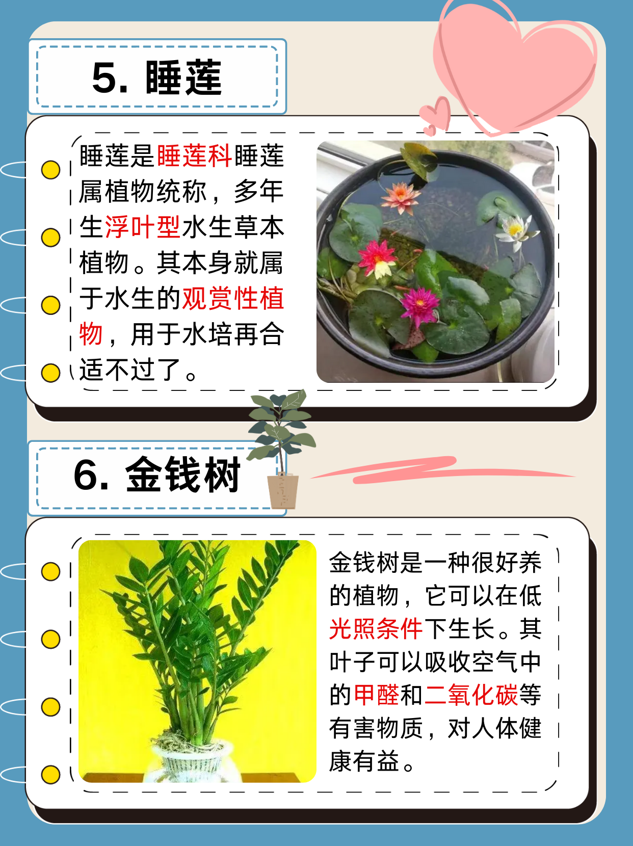 锦鲤吸水，一种独特的自然现象与文化寓意
