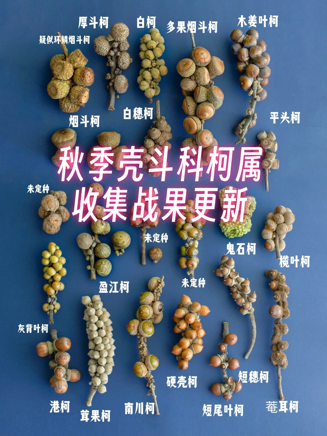 求种子你懂得了什么关于种子获取的探讨-第2张图片