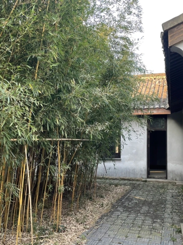 老人在树林里的秘密行为