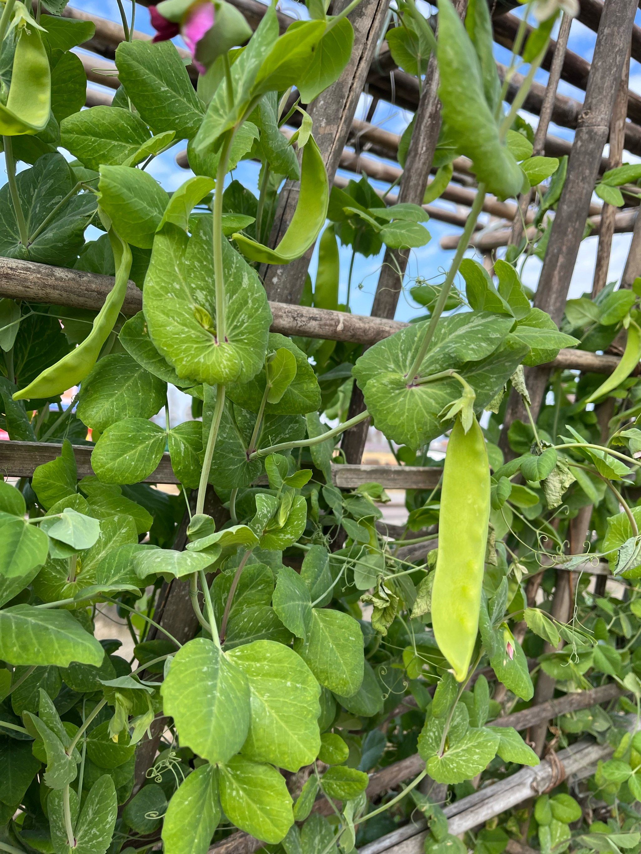 向日葵视频下载APP污污向日葵视频下载app，探索与体验的全新篇章-第2张图片