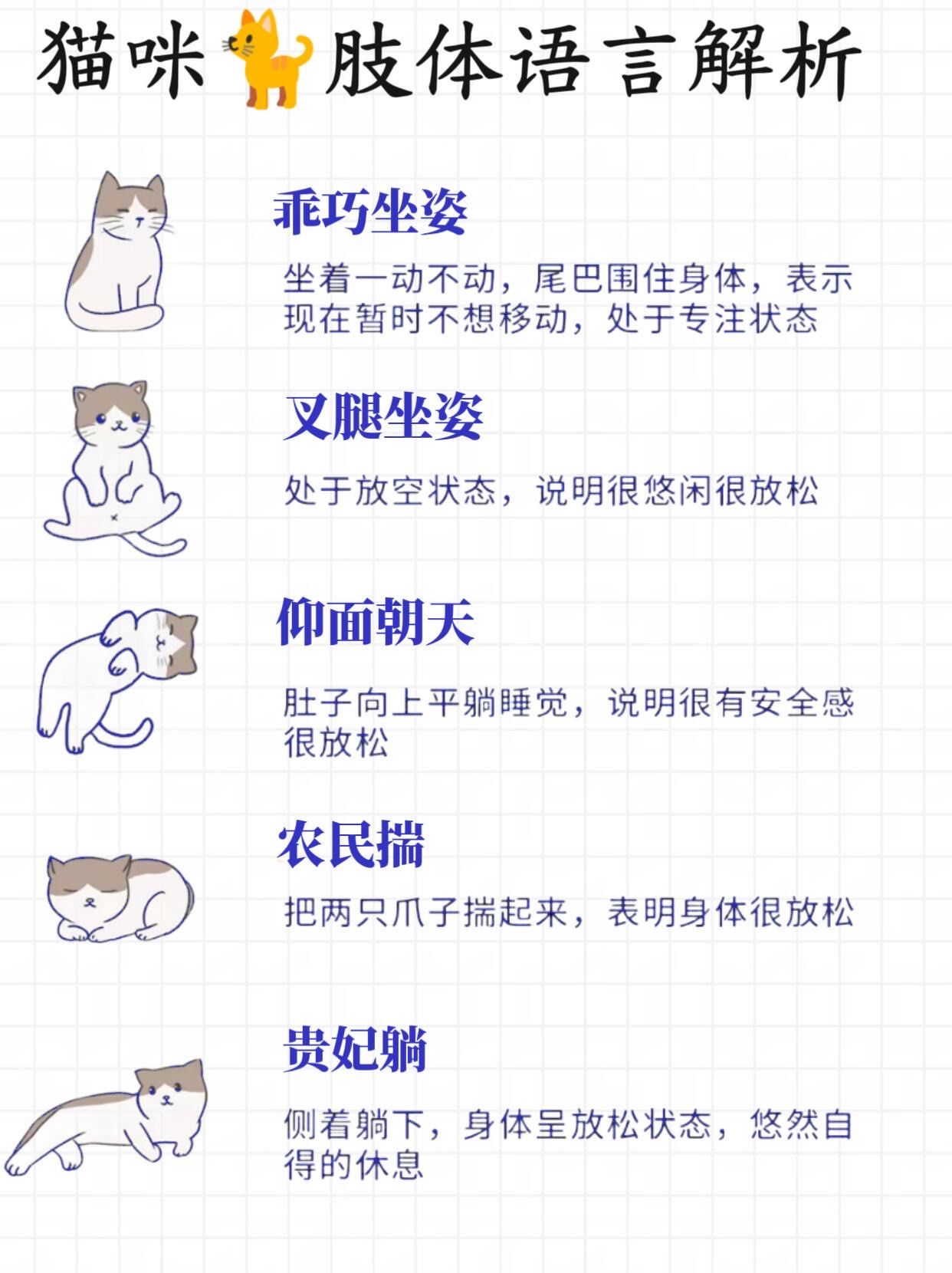 成人猫咪最新地域网名是什么猫咪的最新地域网名，3336的独特魅力-第2张图片