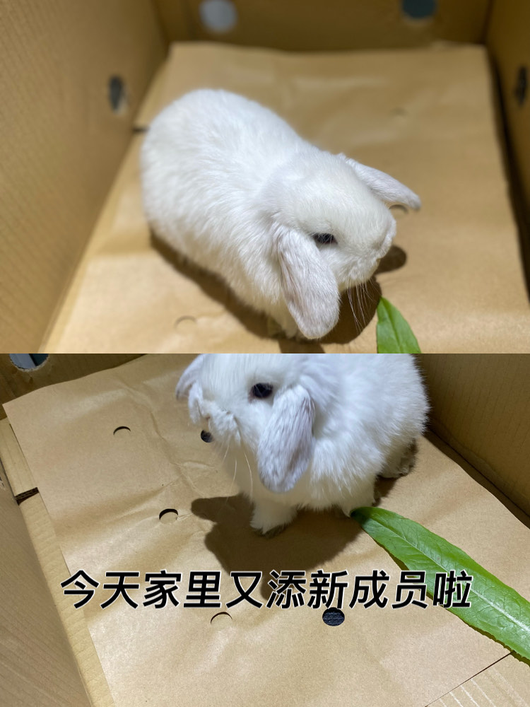 女生怎么玩自己的小兔兔呢女生如何享受与探索自己的小兔兔-第3张图片