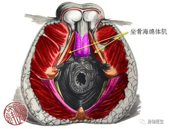 女人巨大荫蒂勃起女性生理特征探索，关于女人巨大荫蒂勃起的科学解析
