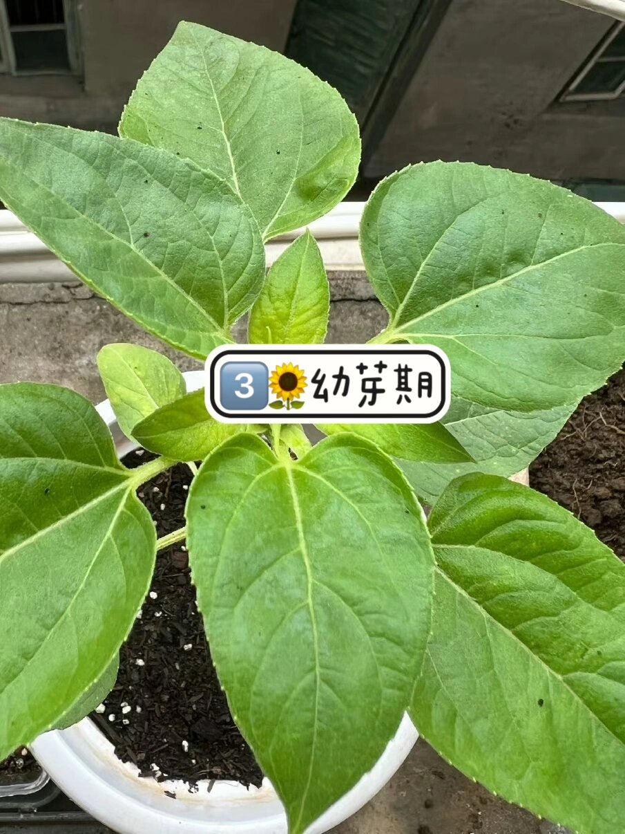丝瓜黄瓜草莓向日葵秋葵榴莲污日葵秋葵榴莲丝瓜、黄瓜、草莓、向日葵与秋葵的奇妙之旅，榴莲与日葵秋葵的探索