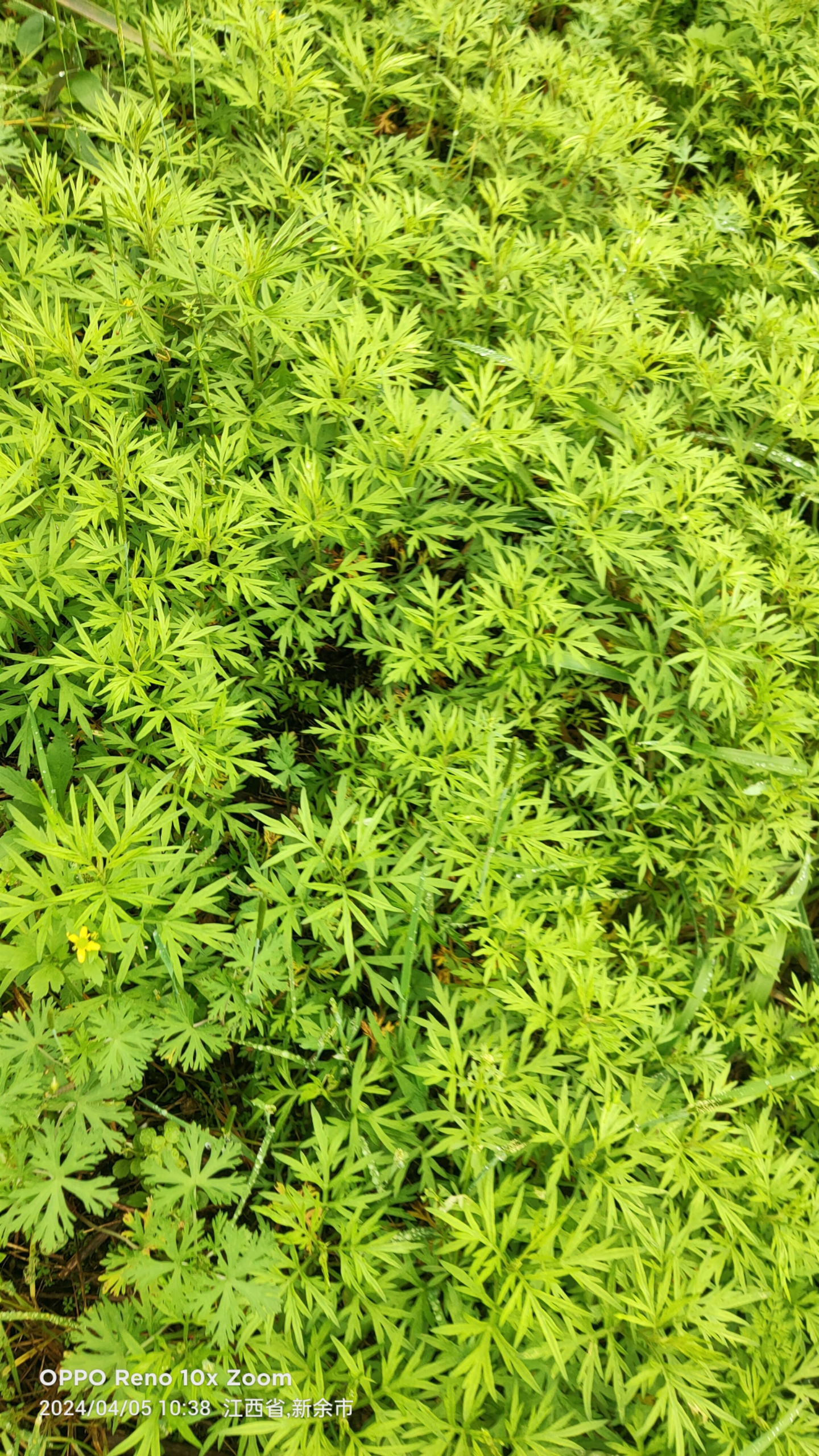 含羞草实验室研究所网页入口含羞草实验室研究所，探索自然奥秘的门户