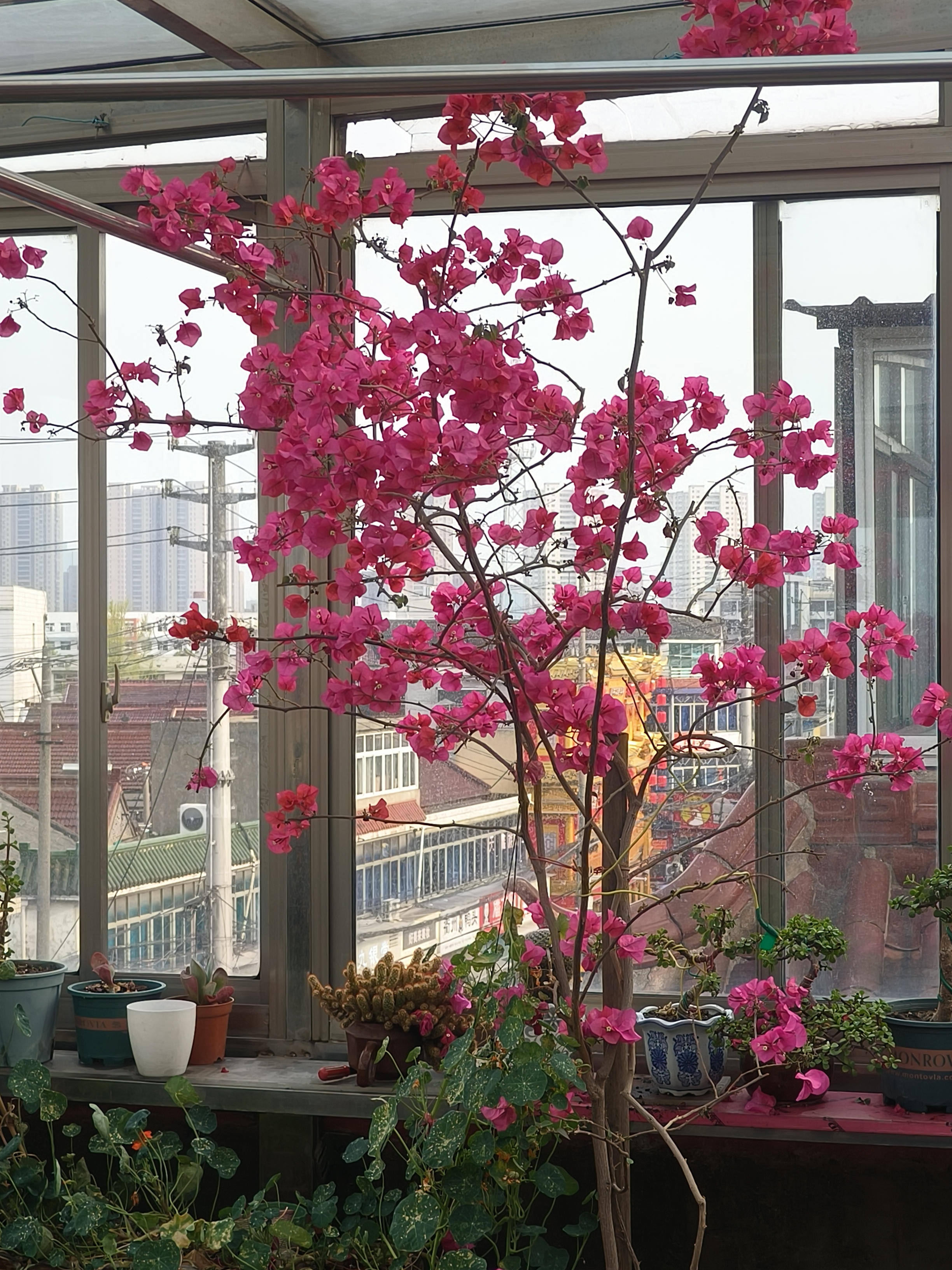花季V3.072，每日免费体验，绽放你的精彩时刻