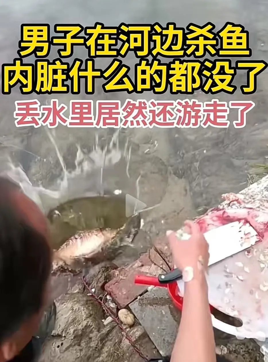 鲤鱼吸水与男人的情感体验-第2张图片