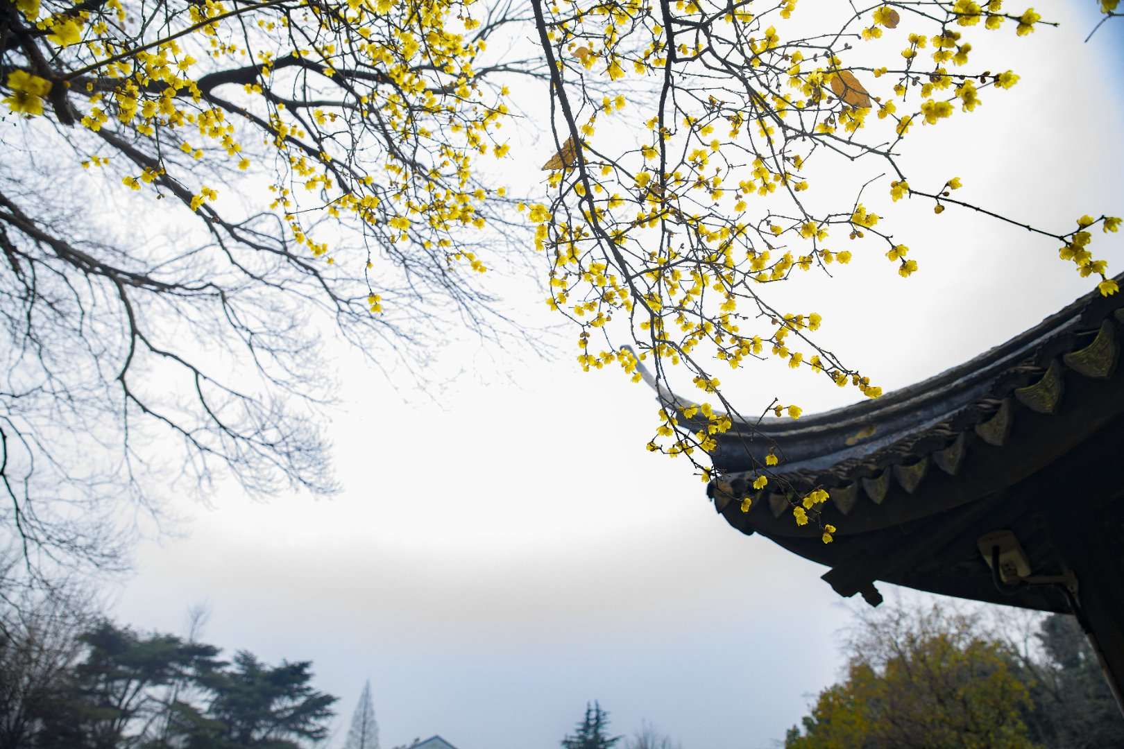 清冷师尊的独特姿态——受露之下的玉势之美
