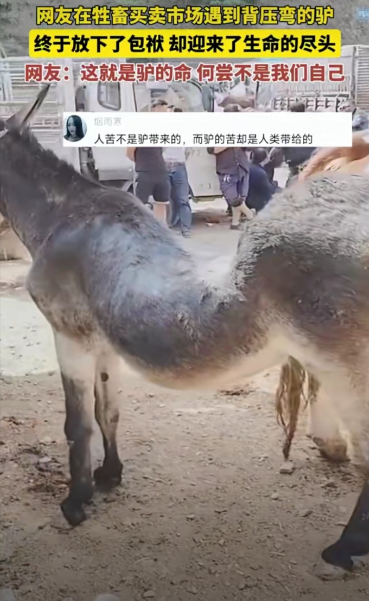 女人与驴交zoom女人与驴交——一种荒诞的误解-第2张图片