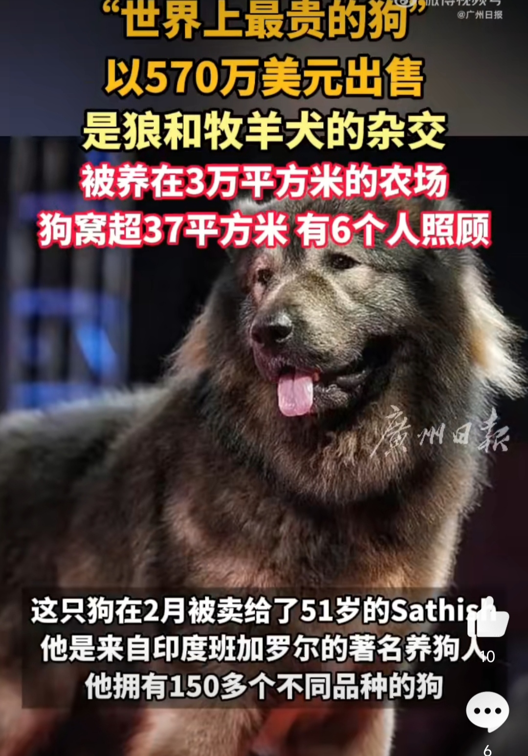 狗狗速度很快又大又烫狗狗的速度与力量，大而烫的巨犬之谜-第2张图片