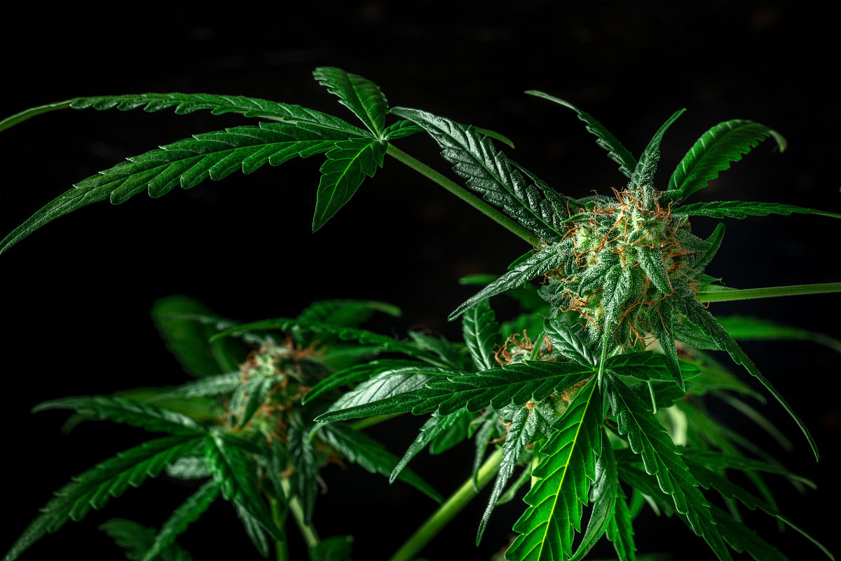 含羞草成年实验所的奇妙世界