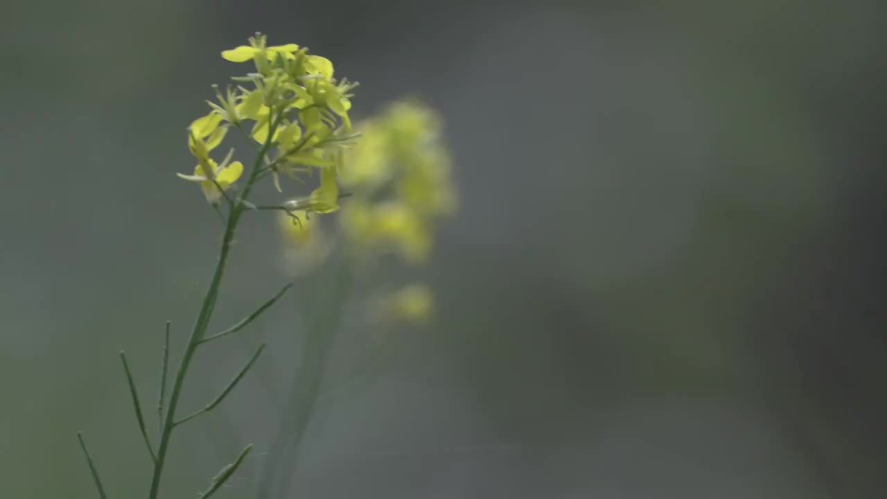 野花视频直播免费观看666野花视频直播免费观看的探索与体验-第3张图片