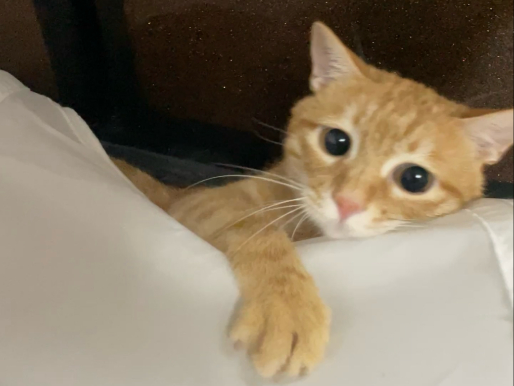 网络红人猫儿网络红人猫儿，萌宠时代的网络之星
