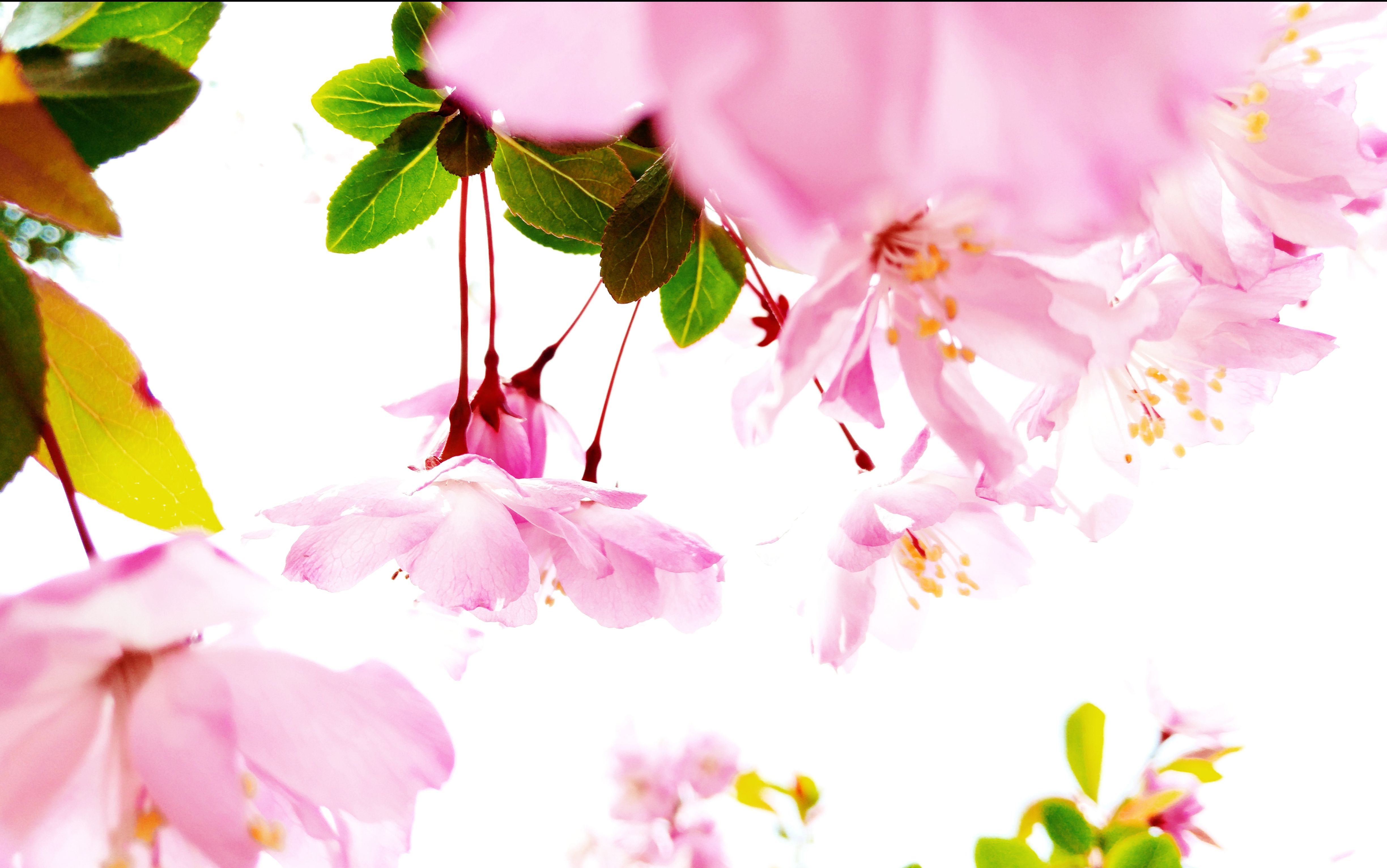 花季传媒v3.0.2黄花季传媒v3.0.2黄，探索其影响与意义