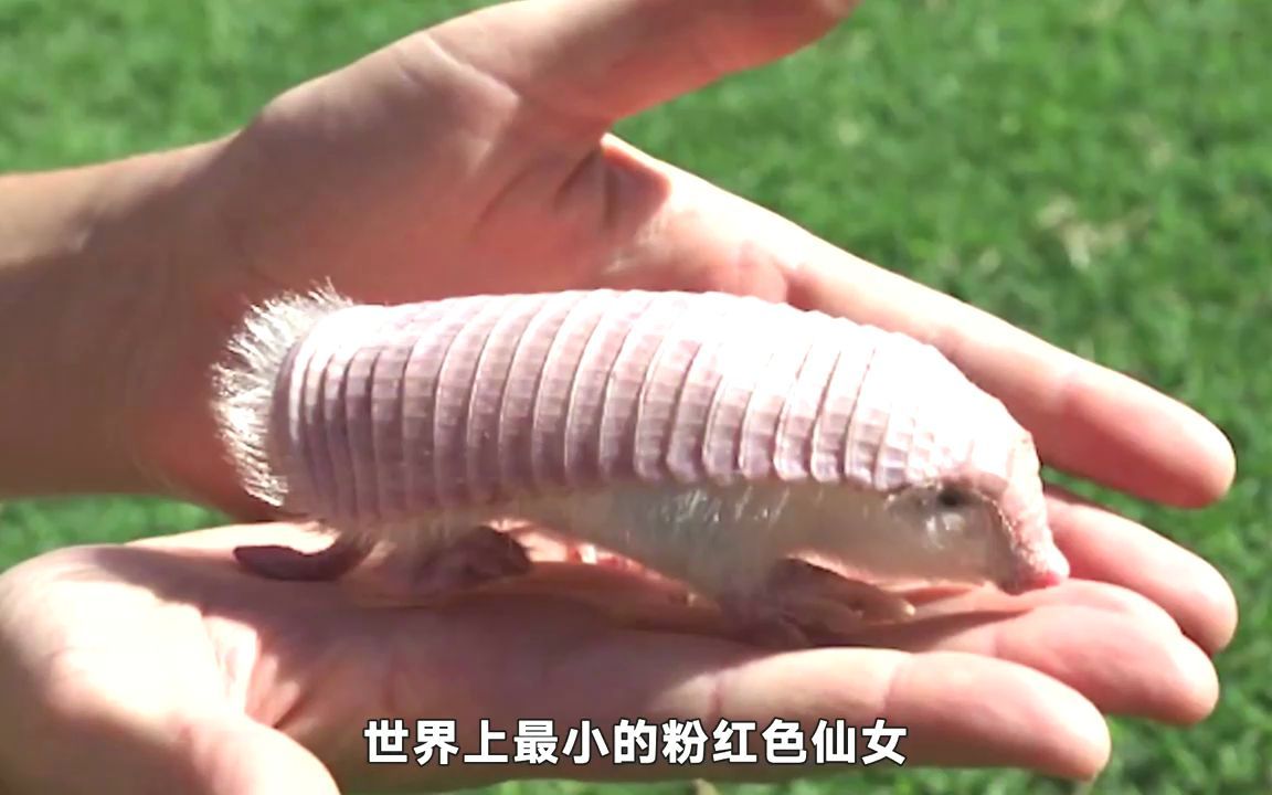 没带罩子让他吃了一天的药怎么意外的小插曲，没带罩子让他吃了一天