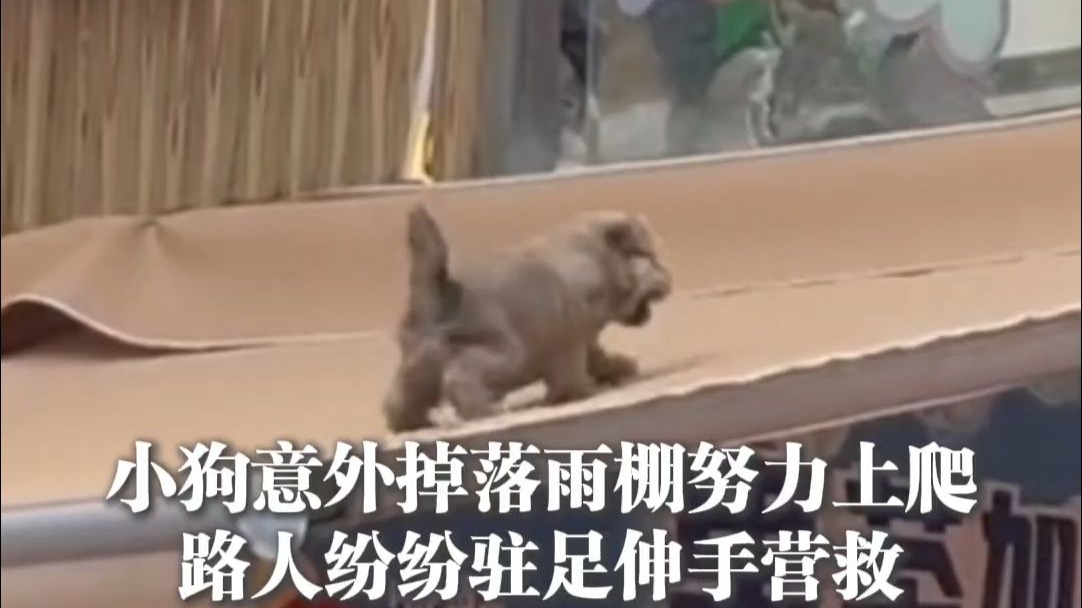 我家狗狗的意外事件-第3张图片