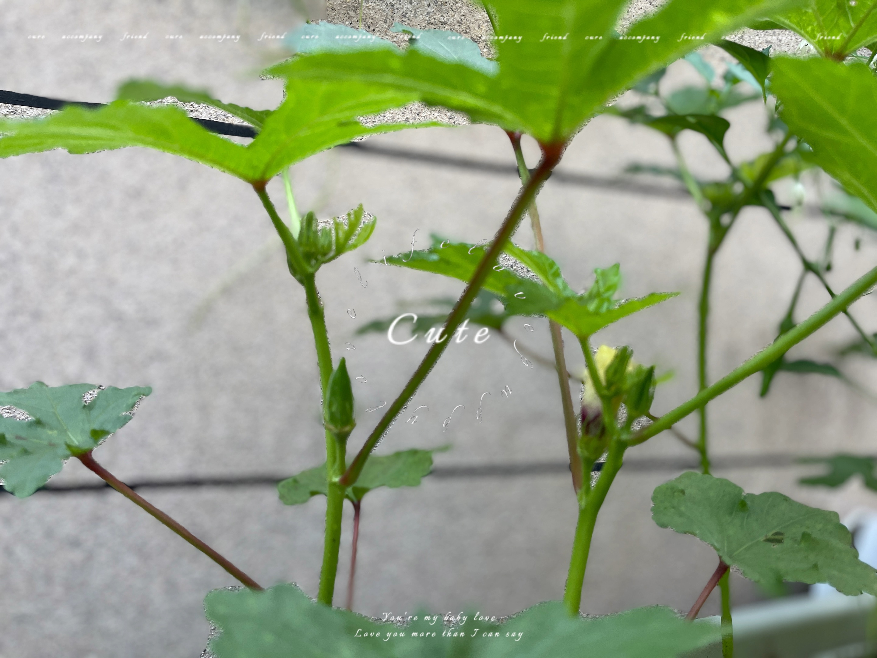 草莓 秋葵 丝瓜 榴莲探索四时果蔬的独特魅力——草莓、秋葵、丝瓜与榴莲的奇妙世界-第2张图片