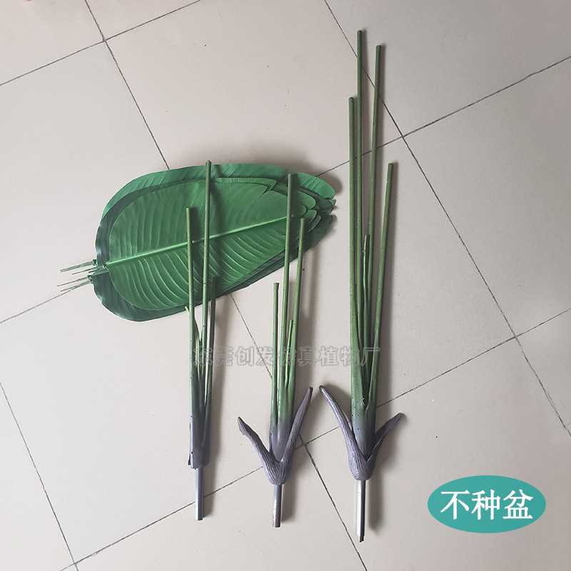 芭蕉和天堂鸟的区别芭蕉与天堂鸟，植物世界的独特双星
