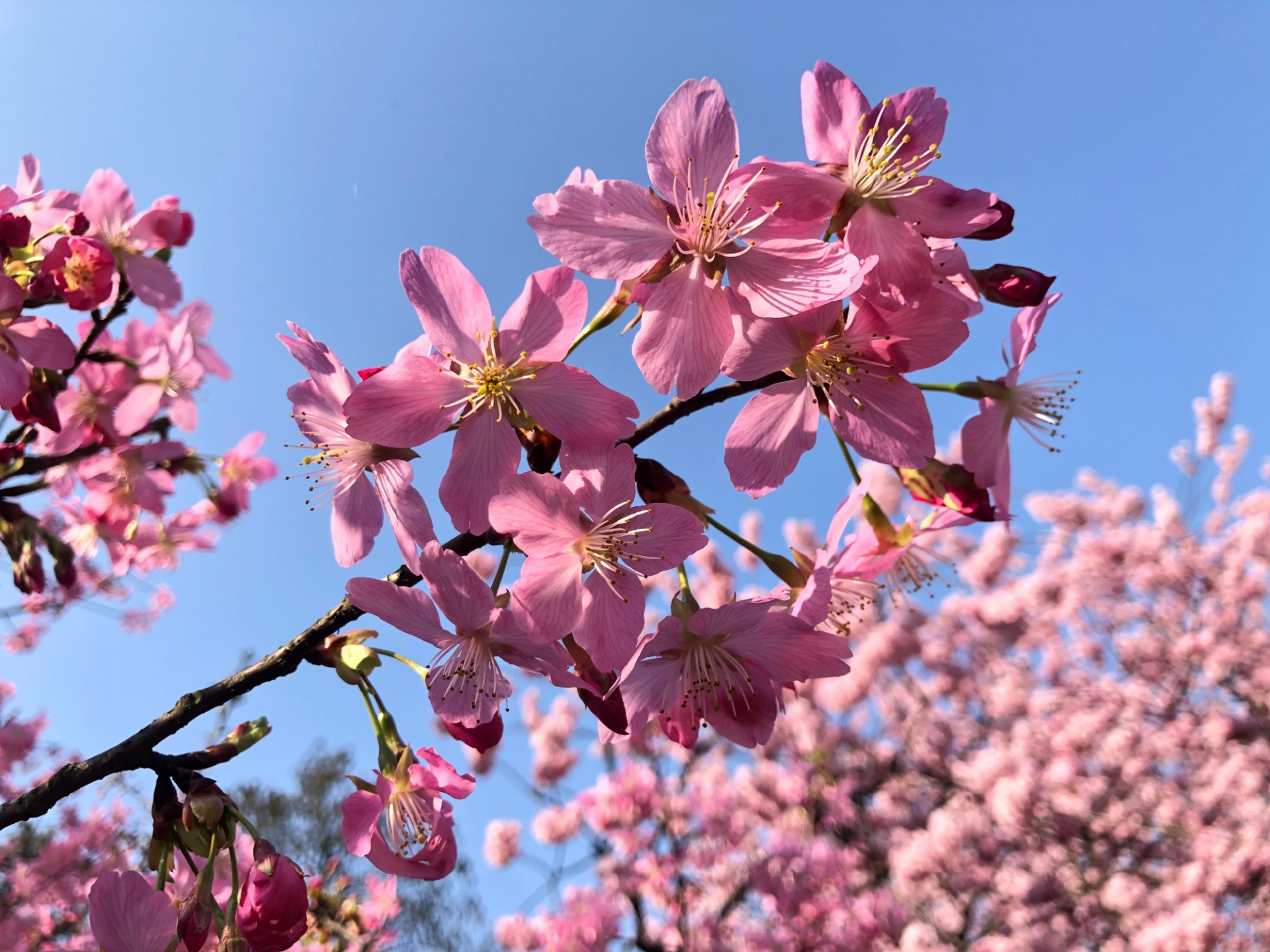 樱花直播视频zax樱花视频与樱花直播，探索现代网络直播的魅力