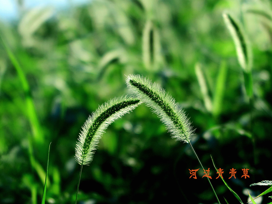 青青草网站，绿色生态的数字乐园