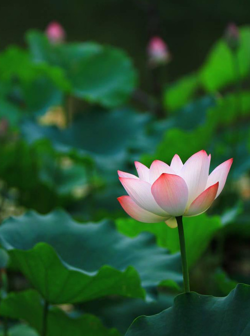 倒插莲花图片倒插莲花图片的神秘魅力与文化内涵