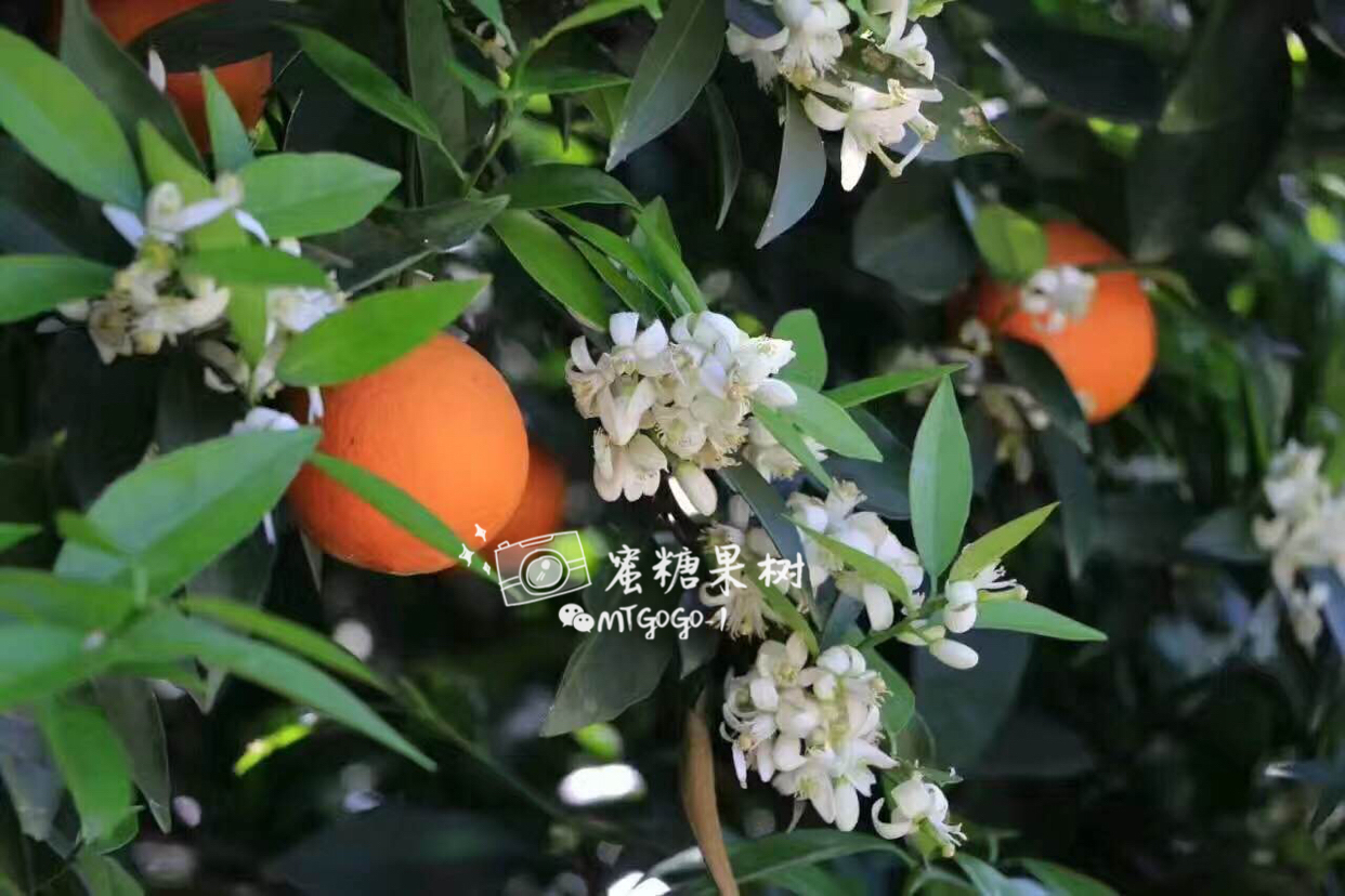 麻豆产区探索之旅，一、二、三产区的独特魅力