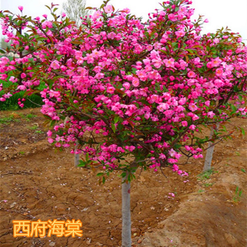 优质灌溉,缔造将来的意思优质jy灌溉系统游戏与海棠的完美结合