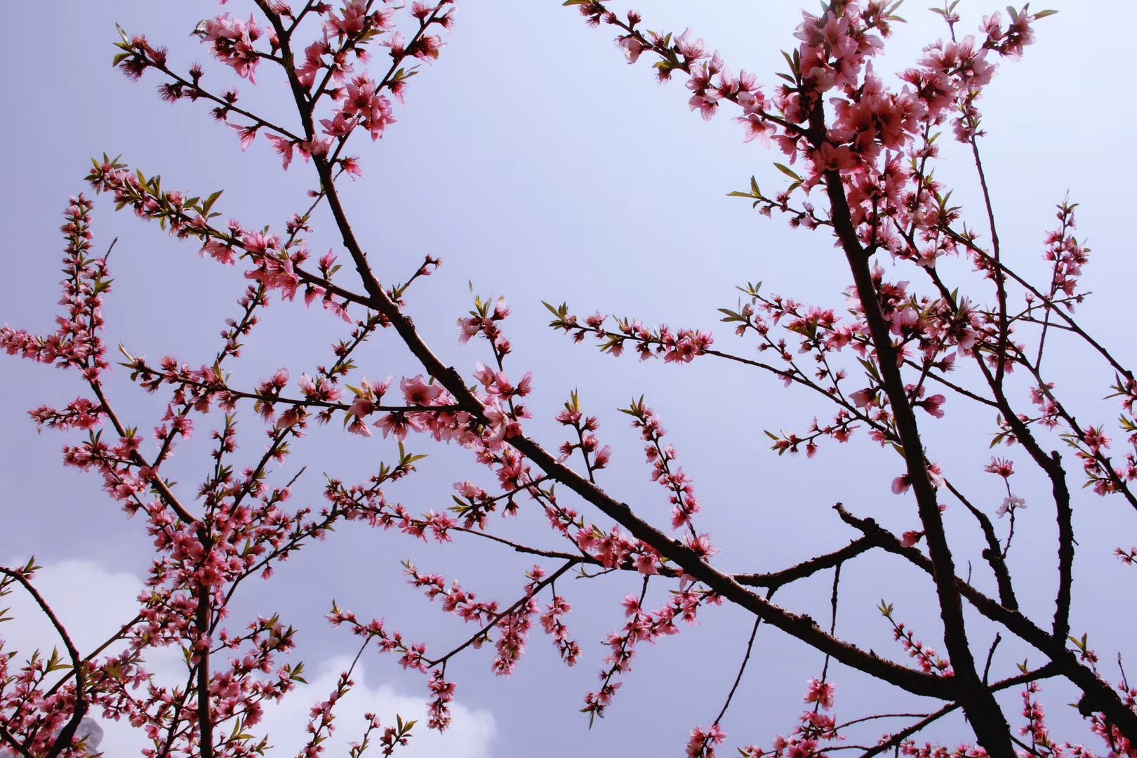桃花族论坛——探索华族文化的独特魅力