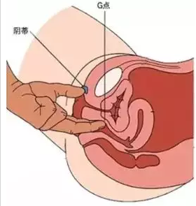 女人与公驹交酡的探索过程