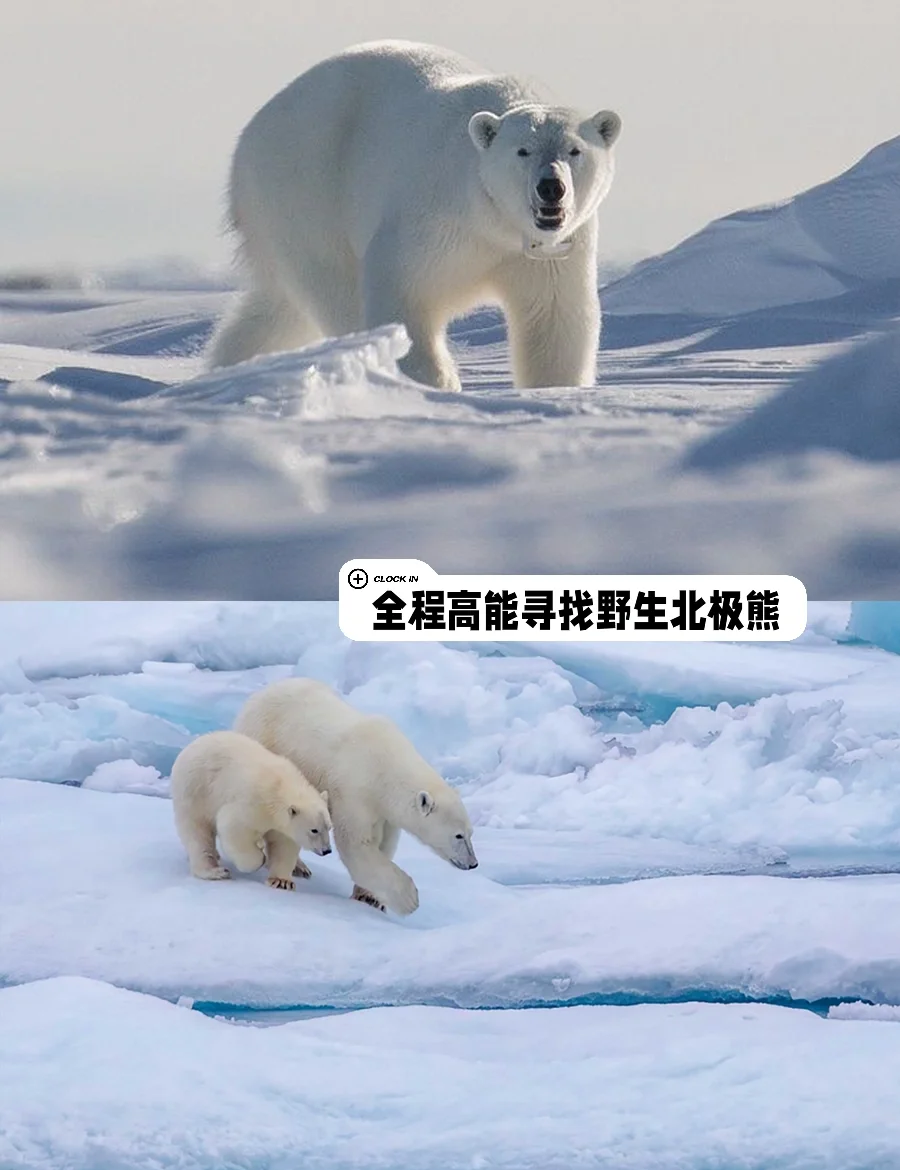 无人区一码卡二卡三乱码怎么办理在线看无人区探索之旅，一码卡、二卡与三乱码的神秘体验-第2张图片