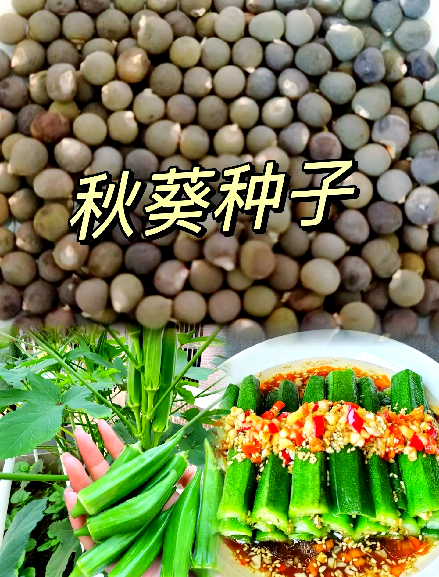 秋葵app下载免费安装秋葵app下载与免费使用指南-第2张图片