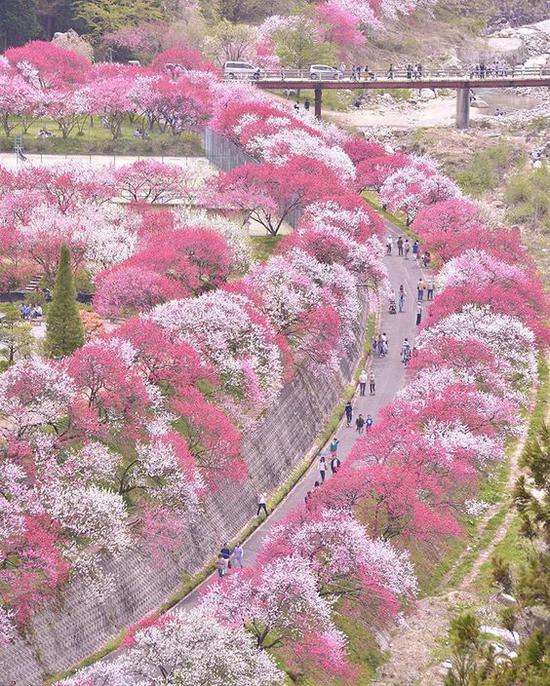 桃花视频，探索数字时代的浪漫与互动