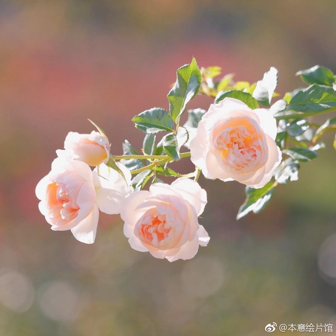 花开春暖by花开春暖新浪之旅-第2张图片