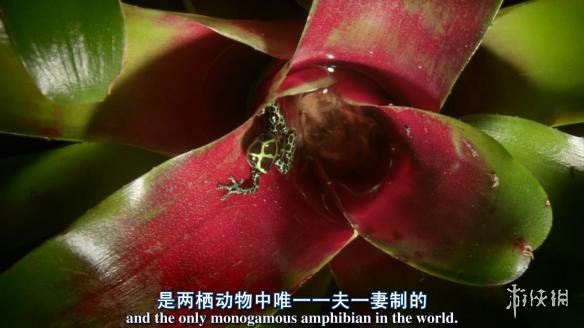 加藤鹰之手加藤鹰之手——技艺与传奇的完美结合-第2张图片