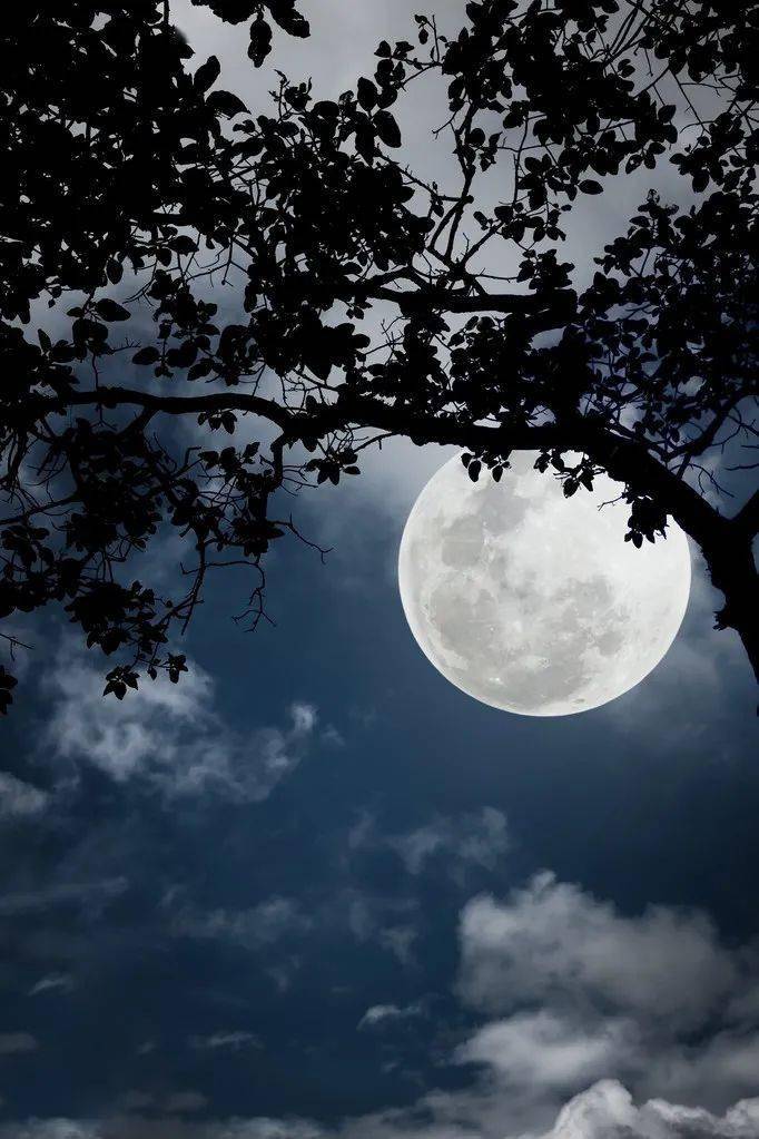 夜月直播APP，免费观看，点亮你的夜晚