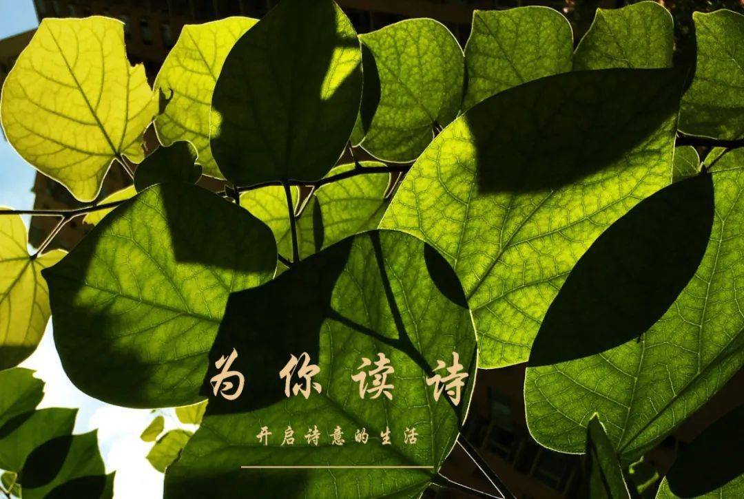 为你读诗官网，诗意生活的美好入口-第3张图片