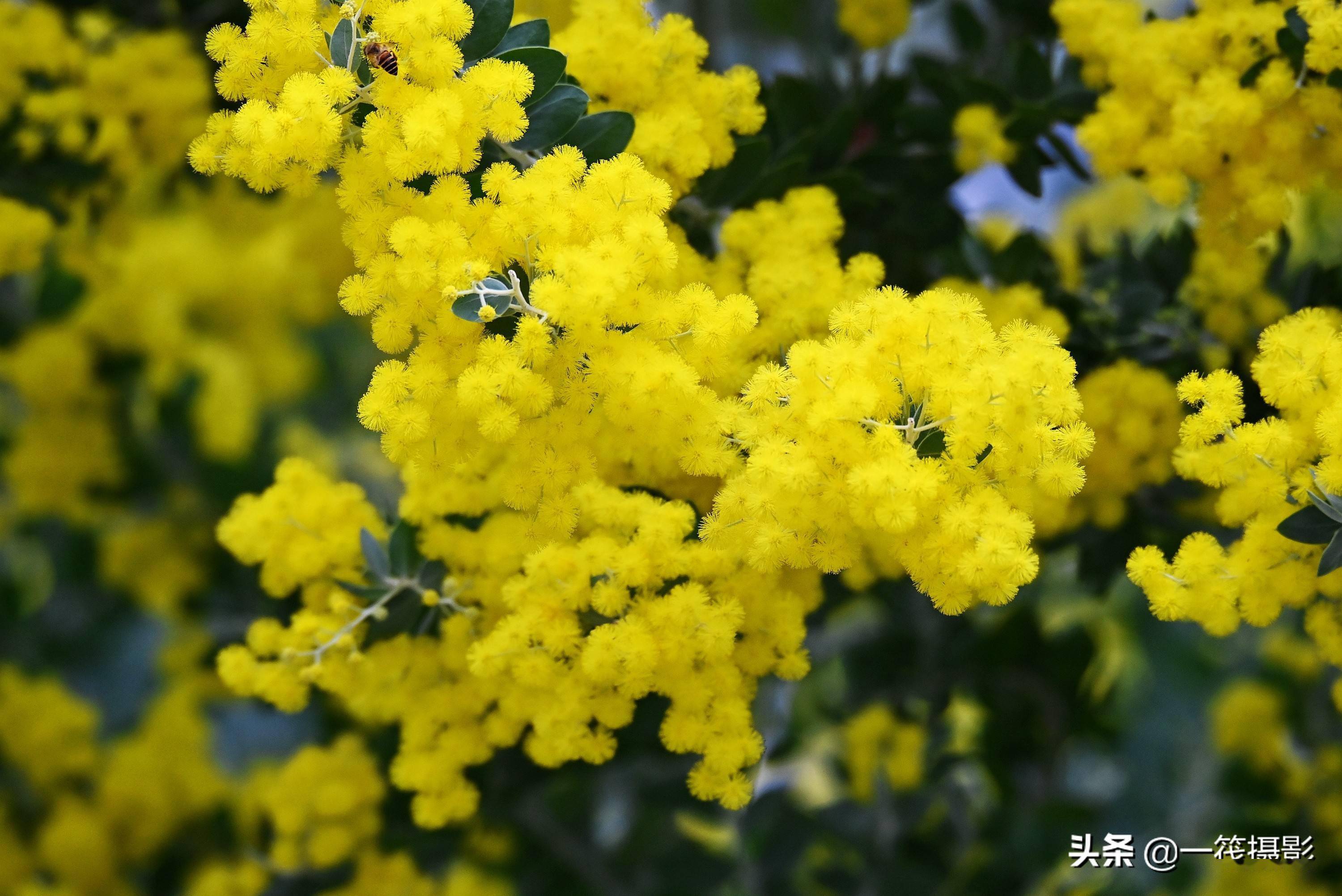 合欢完美加点合欢完美加点，打造人生精彩瞬间-第1张图片