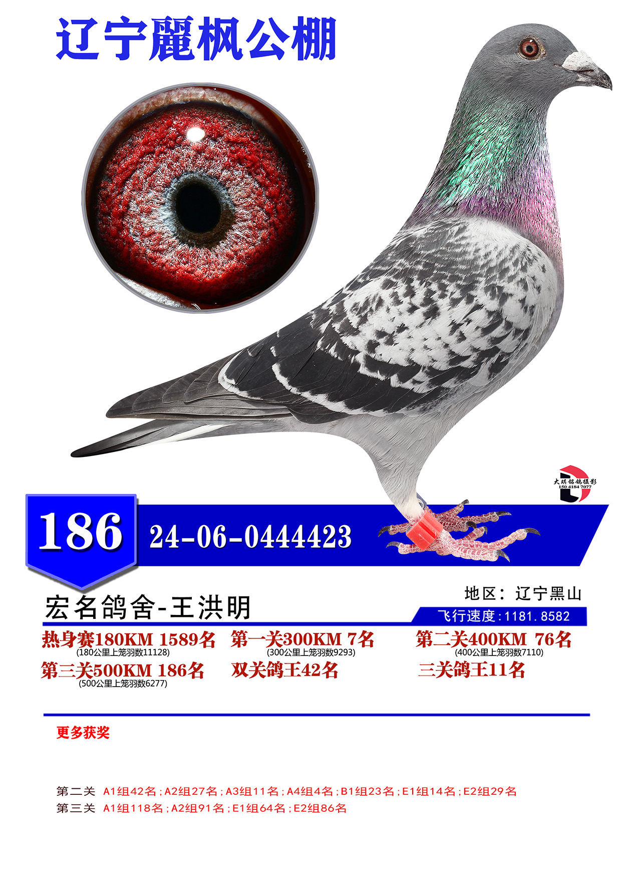 征程赛鸽公棚秋棚最新消息征程赛鸽公棚秋棚的魅力与意义-第2张图片