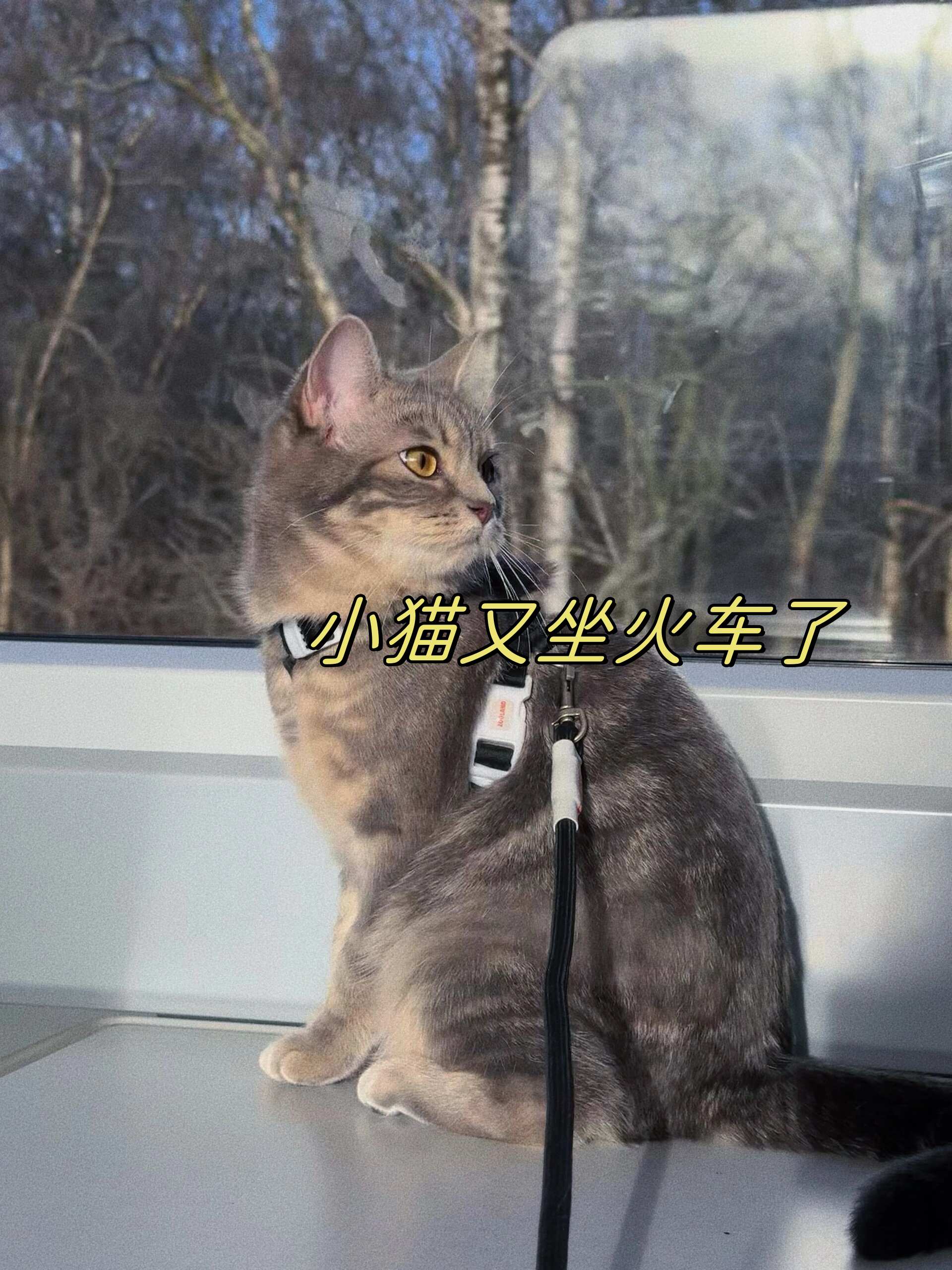 探索刚刚发育的小毛片之奥秘